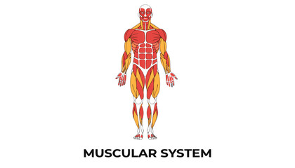 Fototapeta premium Very beautiful realistic vector illustration of the human muscular system featuring major muscle groups with a bold label reading 