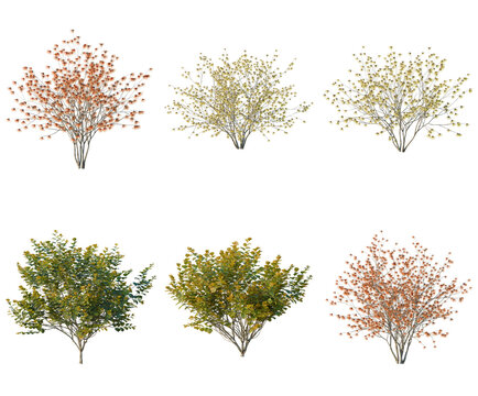 Set of Hamamelis x Intermedia tree, elevation, front view, cutout, transparent background, isolate, Six Lush Shrubs in Various Autumnal Colors - PNG Elements for Design & Illustration