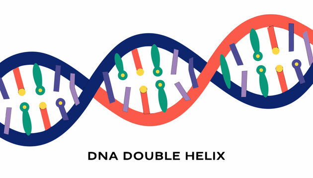 Very beautiful realistic vector illustration of a DNA Double Helix featuring a detailed genetic spiral with colorful nucleotide pairs and a bold label reading "DNA DOUBLE HELIX", isolated on white bac