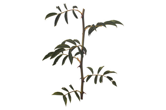 rose branch isolated on white background