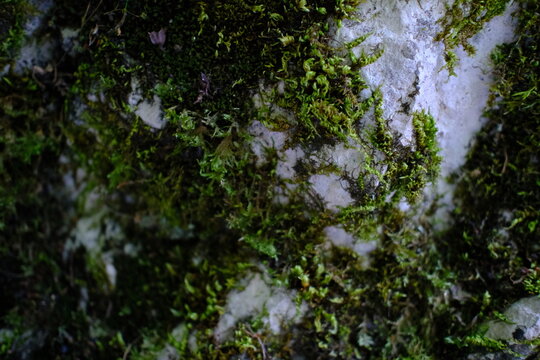 Close up texture of green moss growing on wet stone surface