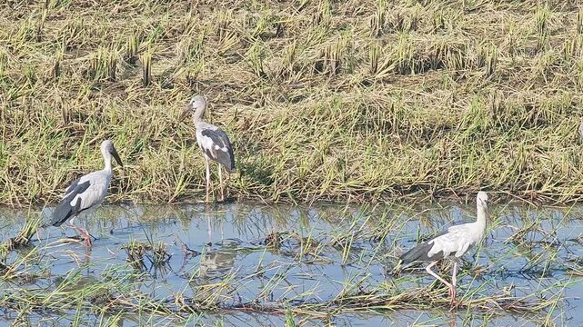 After heavy rain, flocks of birds flew to fields that had long been dry, following their natural instinct to forage for insects.