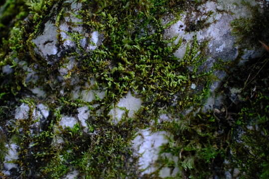 Close up texture of green moss growing on wet stone surface