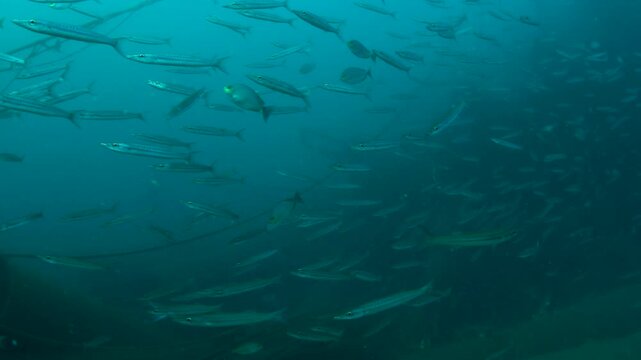 Close-Up School of Barracuda Swimming Near Sierra Shipwreck, Colombo Sri Lanka