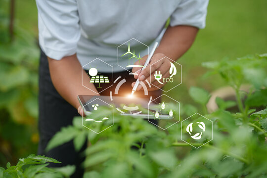 Smart Farming and Internet of Things Integration in Vegetable Fields