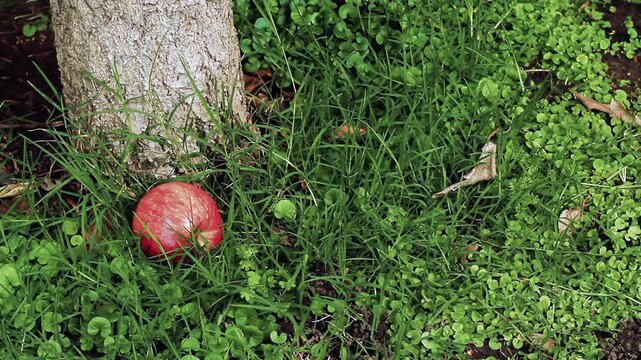 Red Apple Falling on Grass Next to Tree Trunk - 4K