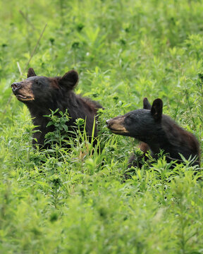 Mother Black Bear and Yearling Smelling the Air 
