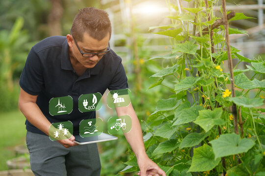 Smart Tomato Farming and Sustainable Agricultural Management with Digital Technology
