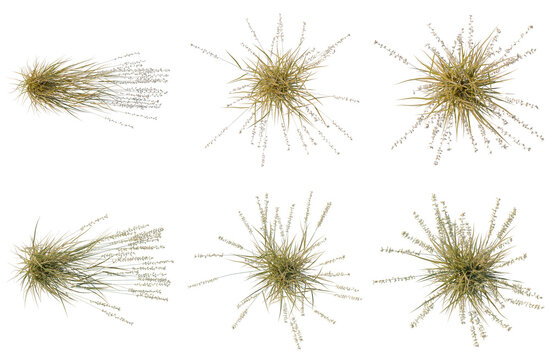 Set of  Bouteloua curtipendula tree plan, top view, cutout, transparent background, isolate, Abstract golden explosion fractal graphic design element - abstract digital art