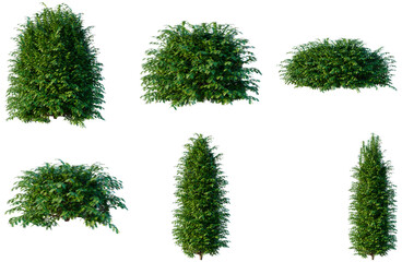 Fototapeta premium Set of Taxus baccata tree, elevation, front view, cutout, transparent background, isolate, Evergreen Trees Collection - Various Shapes & Sizes for Landscape Design and Architectural Visualization