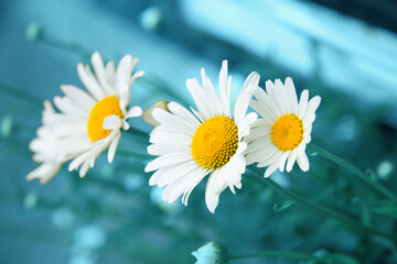 Obraz premium Daisy