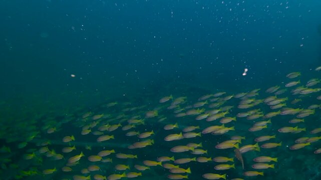 School of Snappers Revealing the Shipwreck, Colombo Sri Lanka