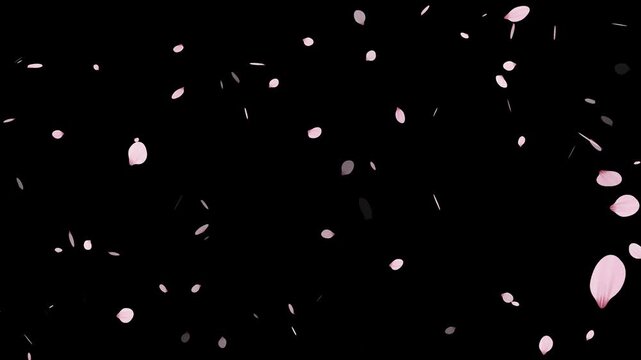 Pink cherry blossom petals falling gracefully on transparent background.Spring Easter Overlay. Animated sakura petals.Spring animation (4K).