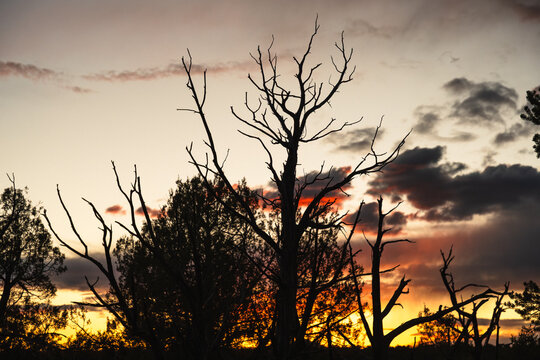 Vibrant sunset seen through trees at Mesa Verde National Park, Colorado