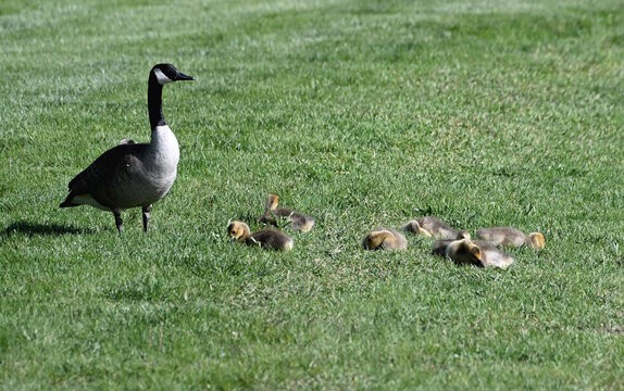 Mother Goose Guarding Goslings