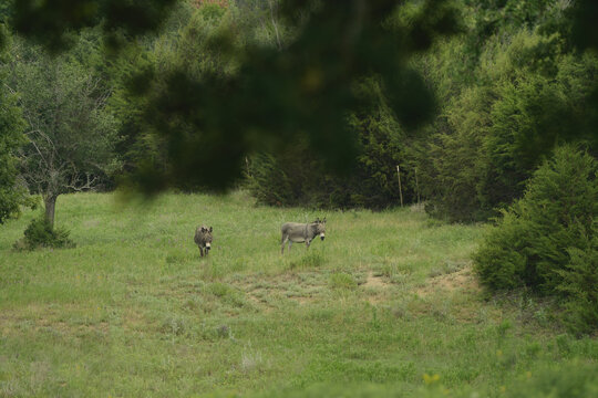 Miniature donkeys grazing in a rural Texas farm field