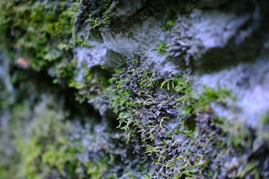 Macro shot of green moss and lichen texture on natural rock surface