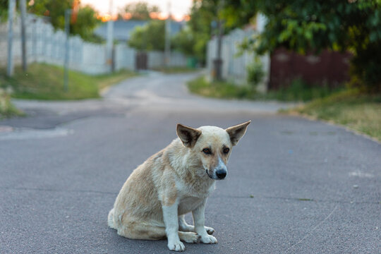A light brown stray dog sits alone on a quiet paved street at sunset, with soft natural light and a blurred urban background.