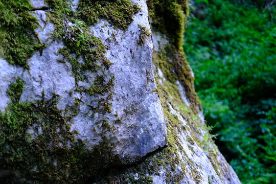 Close up of moss covered rock with blurred green forest background