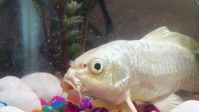White koi fish breathing inside glass aquarium with colorful gravel at bottom.