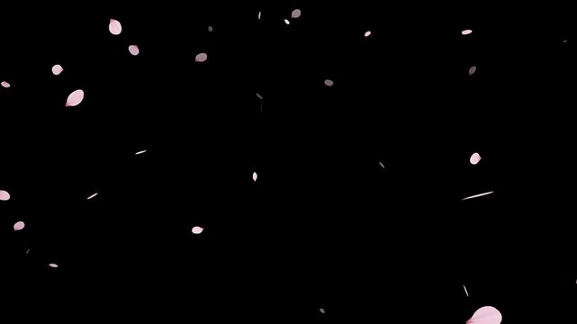 Pink cherry blossom petals falling gracefully on transparent background.Spring Easter Overlay. Animated sakura petals.Spring animation (4K).