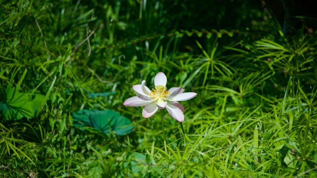 a water lily standing above the tall grass
