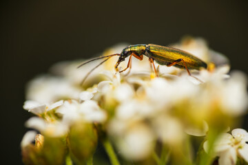 Macro of false blister beetle (Chrysanthia viridissima) on white yarrow flowers (Achillea millefolium). Metallic green insect, wildlife background © Space Creator