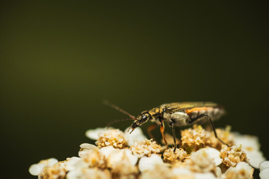 Macro of longhorn beetle (Cerambycidae) feeding on tiny white yarrow flowers (Achillea millefolium). Detailed wildlife photography, dark green background