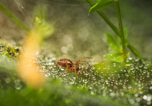 Macro of sheetweb spider (Linyphia triangularis) on its web covered in morning dew droplets. Detailed wildlife photography with soft green background