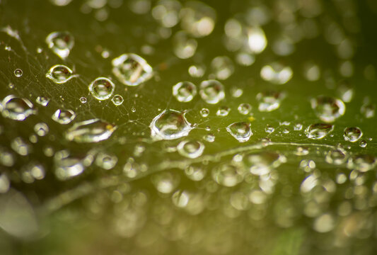 Abstract macro of fresh morning dew drops on a delicate spider web over a green leaf. Beautiful natural background texture with soft bokeh, copy space.