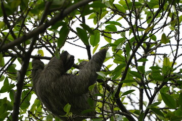 Fototapeta premium Wild two-toed sloth resting in a tree canopy in Costa Rica, surrounded by green tropical leaves and branches in a natural rainforest habitat.