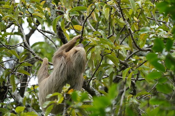 Fototapeta premium Wild sloth hanging from a tree branch on a university campus in San Jose, Costa Rica, showing tropical urban wildlife in a green natural setting.