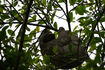 Fototapeta premium Wild two-toed sloth resting in a tree canopy in Costa Rica, surrounded by green tropical leaves and branches in a natural rainforest habitat.