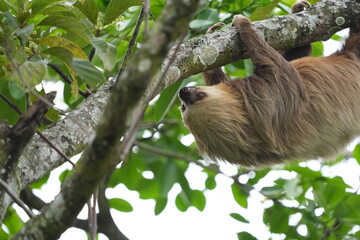 Fototapeta premium Wild sloth hanging from a tree branch on a university campus in San Jose, Costa Rica, showing tropical urban wildlife in a green natural setting.