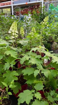 Eye-level vertical view inside indoor nursery with rows of potted hydrangea plants, showing fresh growth, soft light, and calm commercial display