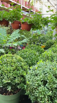 Eye-level vertical view of covered nursery showing dense rounded potted shrubs in lower foreground center and line of hanging terracotta planters