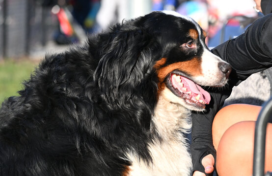 Big Dog at the Baseball Game