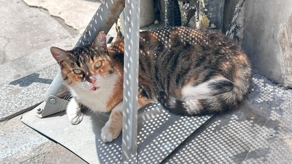 cat and mouse © Viktoriia