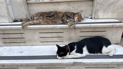 cat © Viktoriia