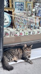 cat on the window © Viktoriia