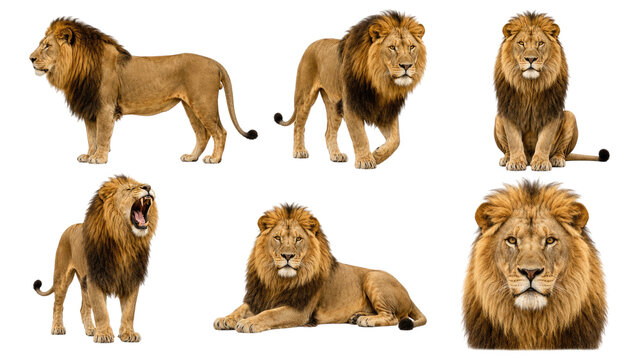 Six realistic male lions with full manes in various poses and expressions on a transparent background
