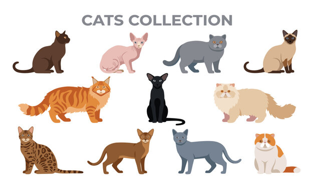 Cat breed transparent vector set. with diverse domestic kitten icons, fluffy persian and siamese shapes, ginger maine coon doodles, and flat animal pet graphic elements.