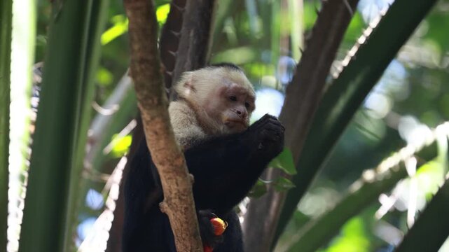 Macaque eating fruit in a tree - Corcovado National Park, Costa Rica