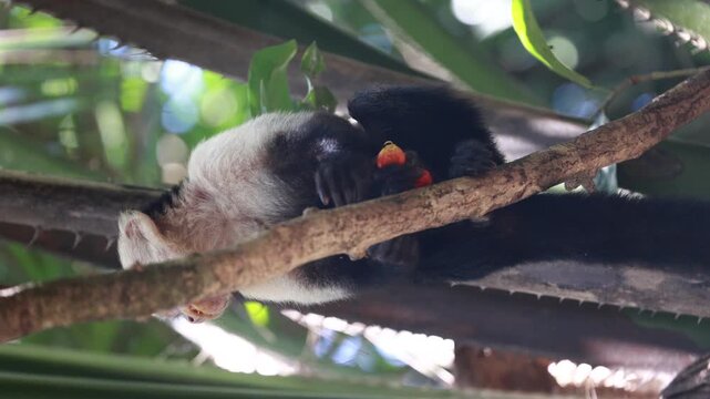 Macaque eating fruit in a tree - Corcovado National Park, Costa Rica