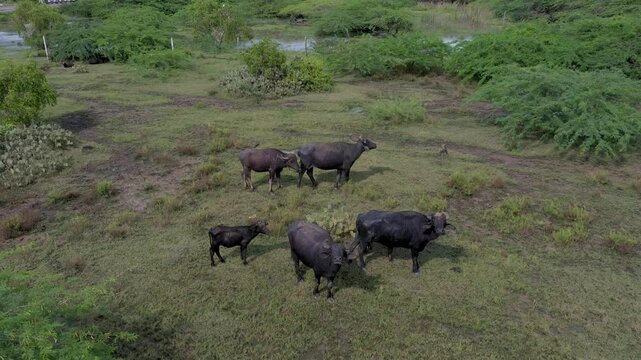 Aerial Drone View of Water Buffalo Herd Grazing Near Wetlands in Yala National Park Sri Lanka