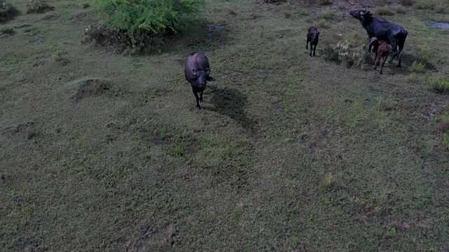 Drone Top View of Water Buffalo Grazing in Wetland Landscape