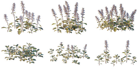 Set of Craspedia globosa tree, elevation, front view, cutout, transparent background, isolate, Collection of Basil Plants - Various Sizes & Styles for Landscape Design or Botanical Illustration © Peter Hai