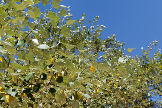 Flora of Gran Canaria -  Populus alba, silver poplar, introduced and invasive species 
