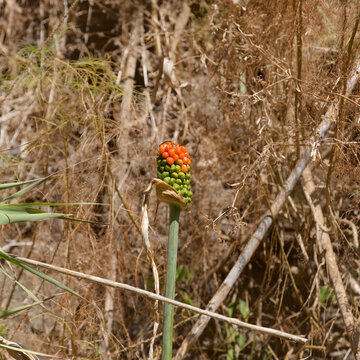 Flora of Gran Canaria - Dracunculus canariensis, endemic to the Canary Islands and Madeira,  fruit

