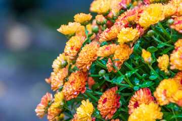 Close up of orange pot mum chrysanthemum flowers with water droplets blooming beautifully in autumn garden as a natural background